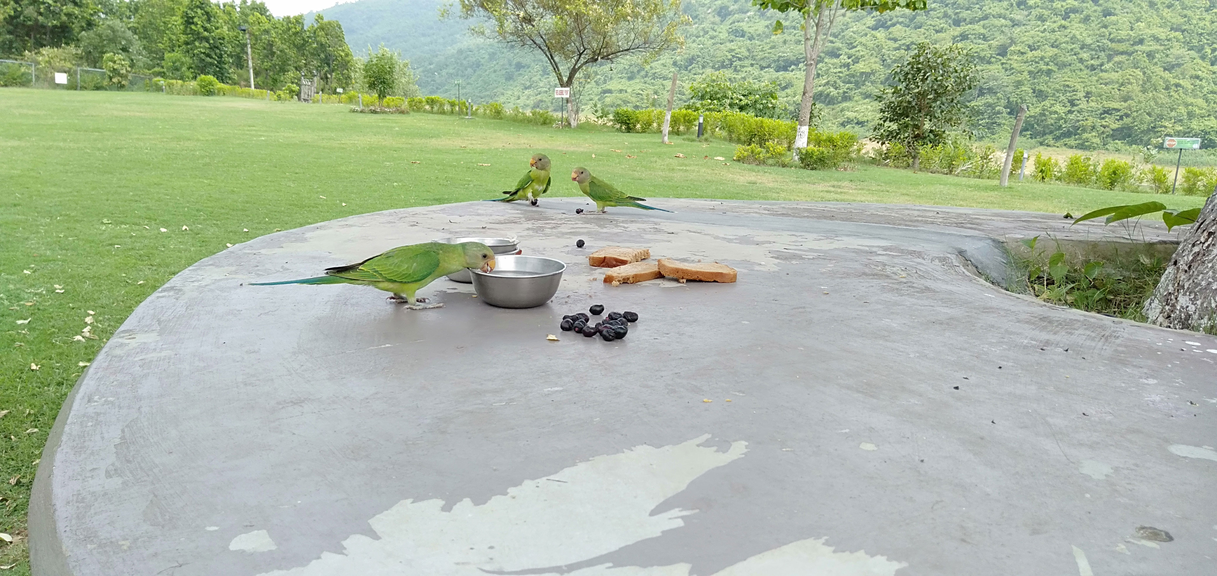 Purulia Resort BIRD FEEDING