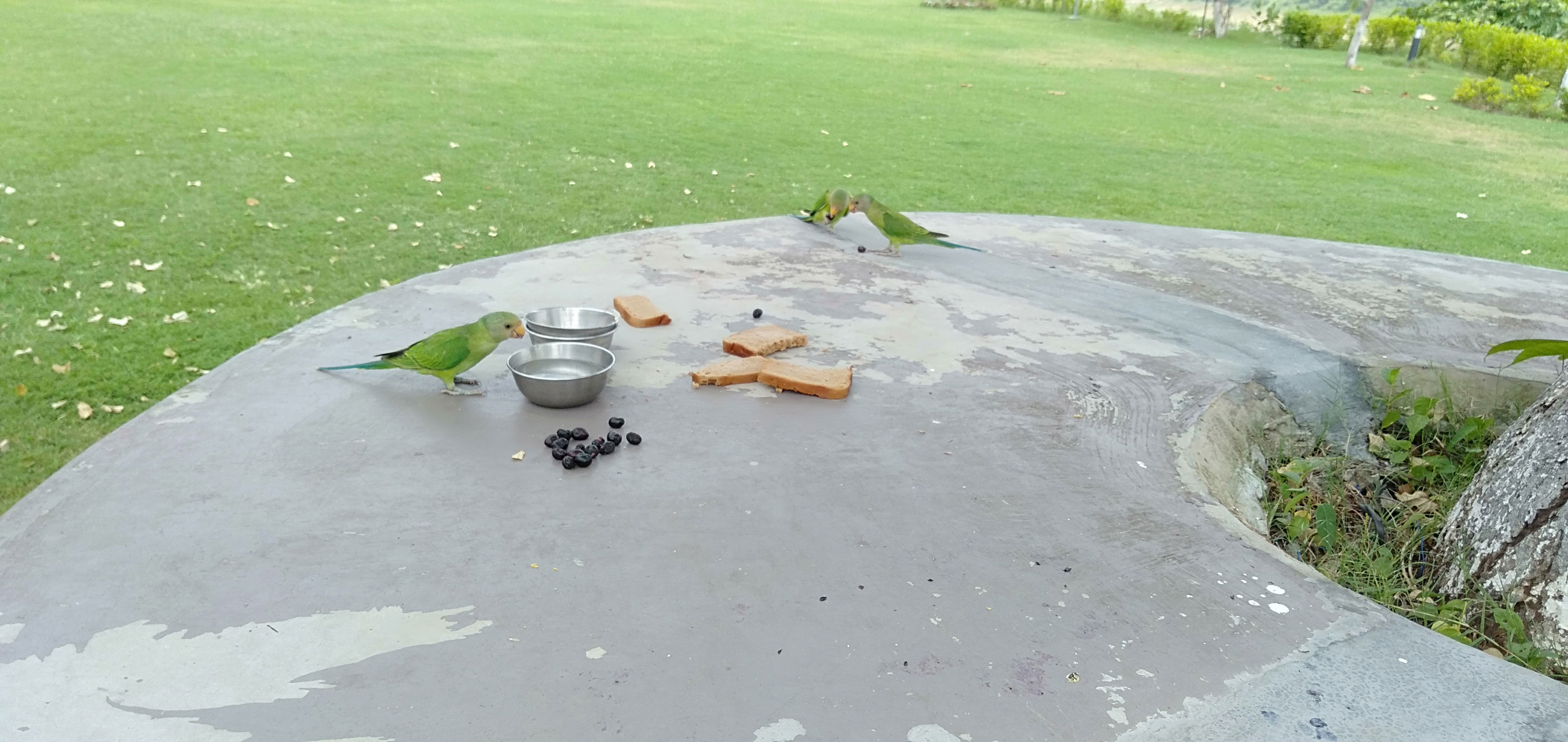 Resorts near purulia Dam BIRD FEEDING